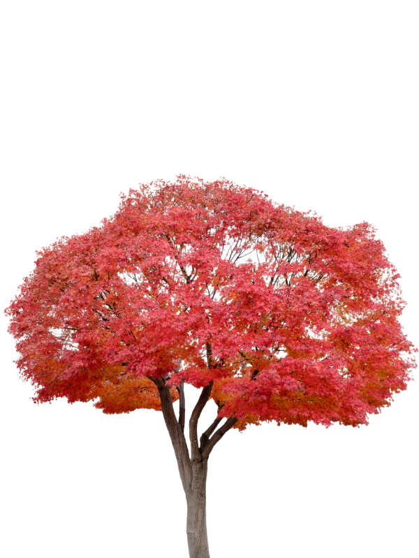 Japanski javor u jesen