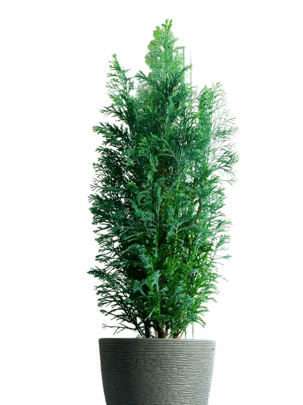 Sadnice cempresa i cetinara na prodaju