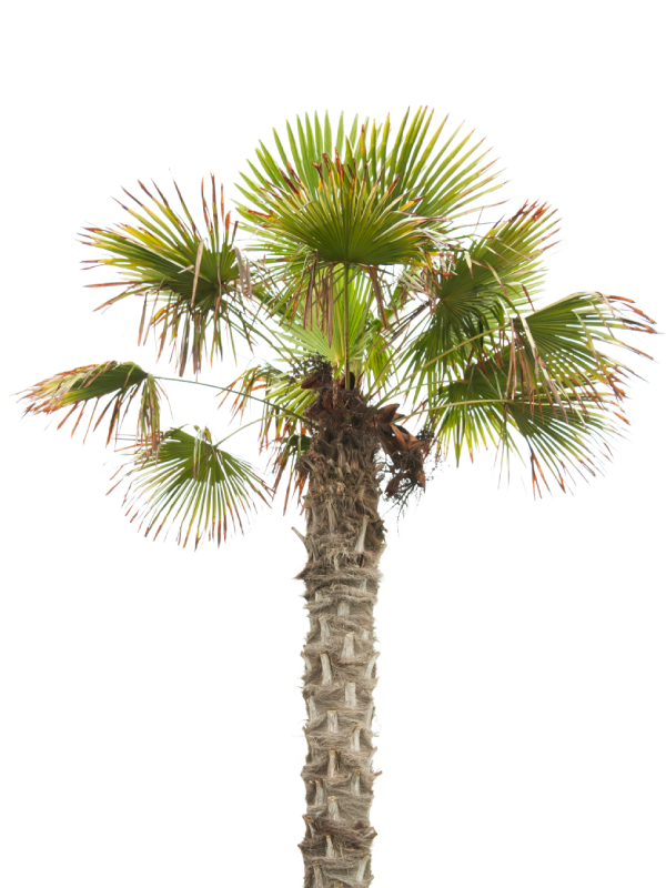 Sadnice palmi na prodaju