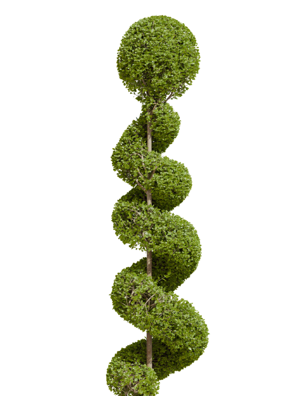 Topijari sadnice prodaja