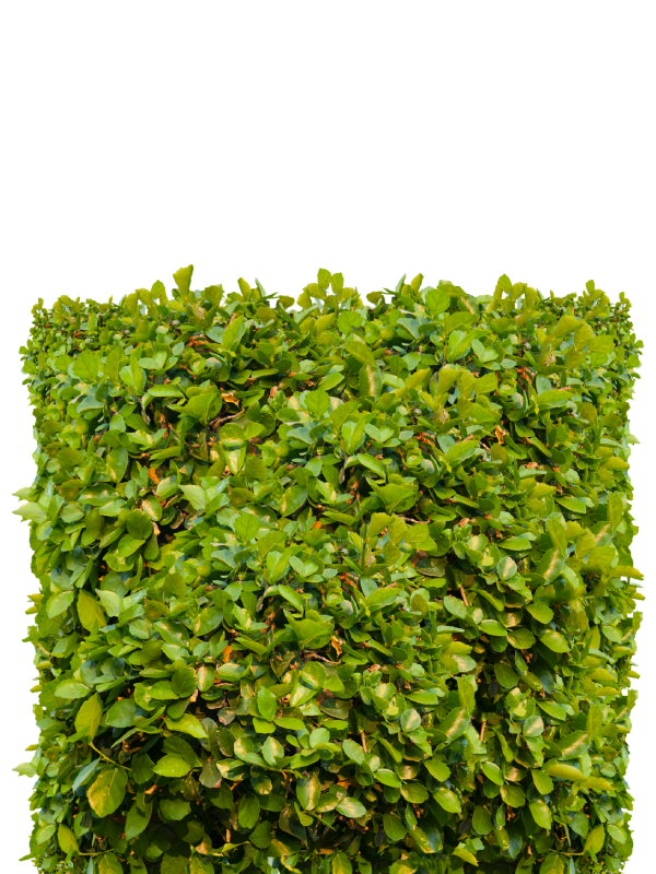 Zimzeleni zbunovi sadnice