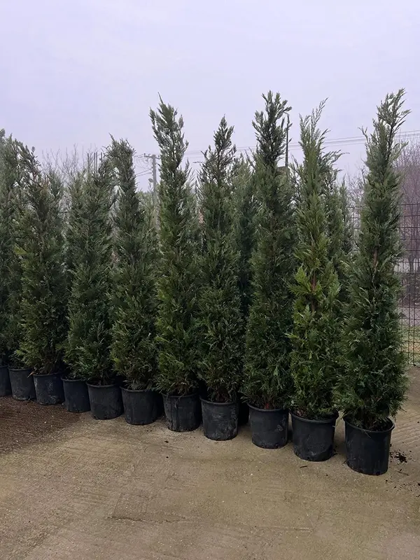 Cupresscyparis leylandii - lejlandski cempres - visine 250cm