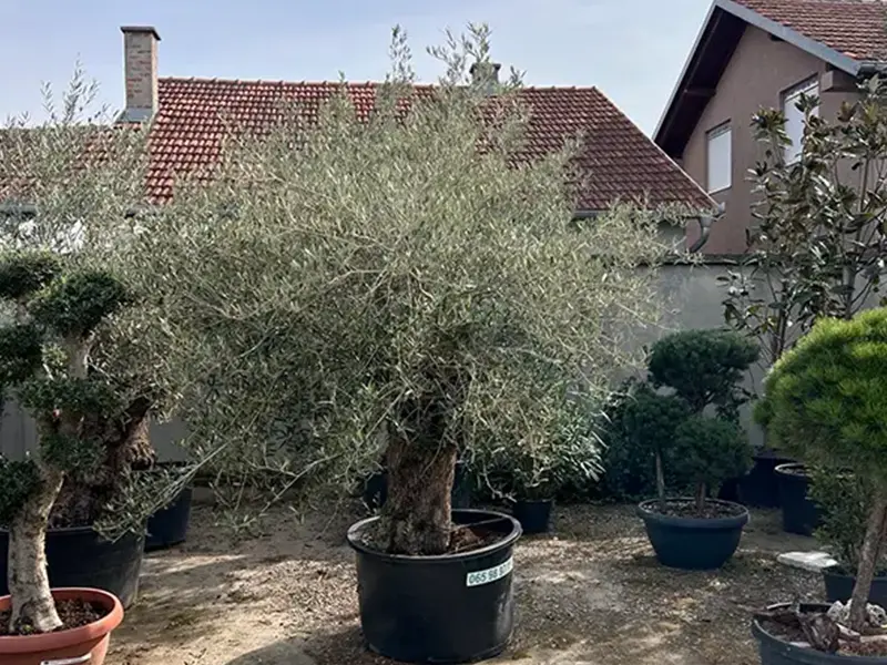 Masline sta treba da znate