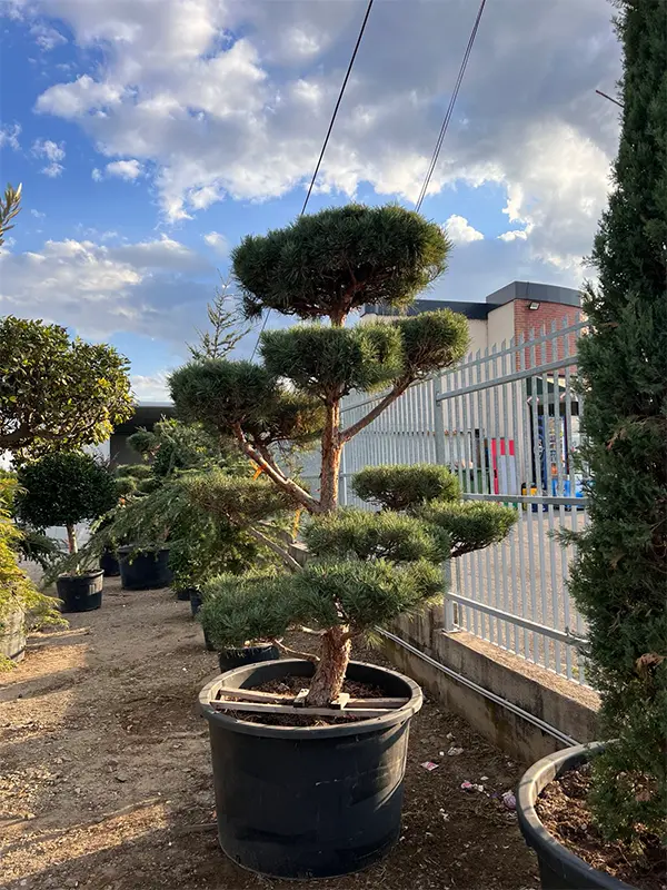 Pinus sylvestris bonsai u pom pom formi