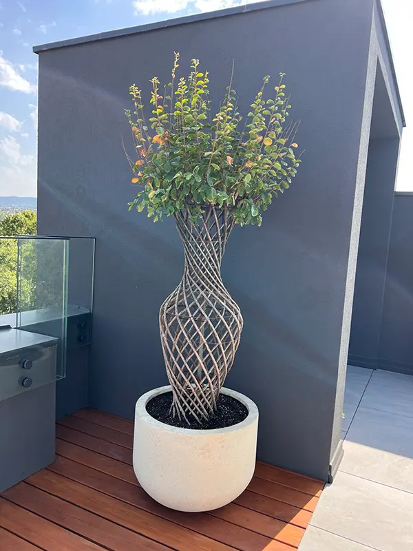 Pleteni topijar - Pleteni žbun