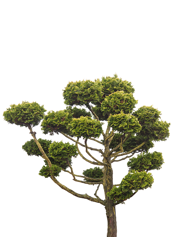 Pom pom oblaci topijar