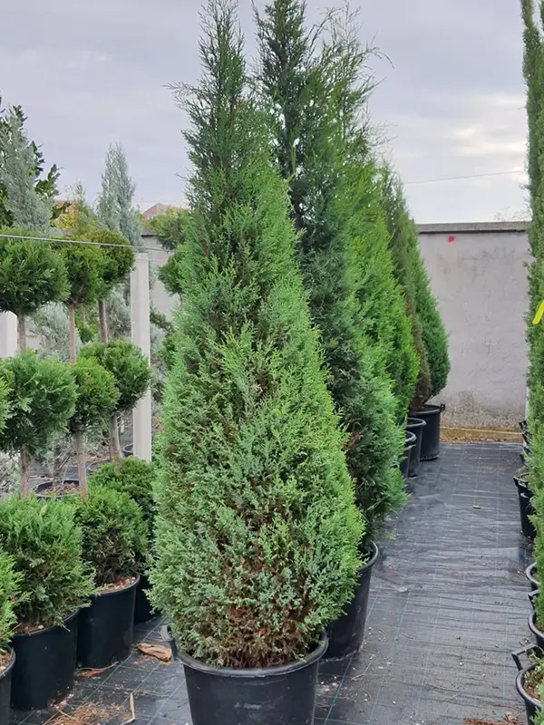 Sadnice cempresa prodaja novi sad