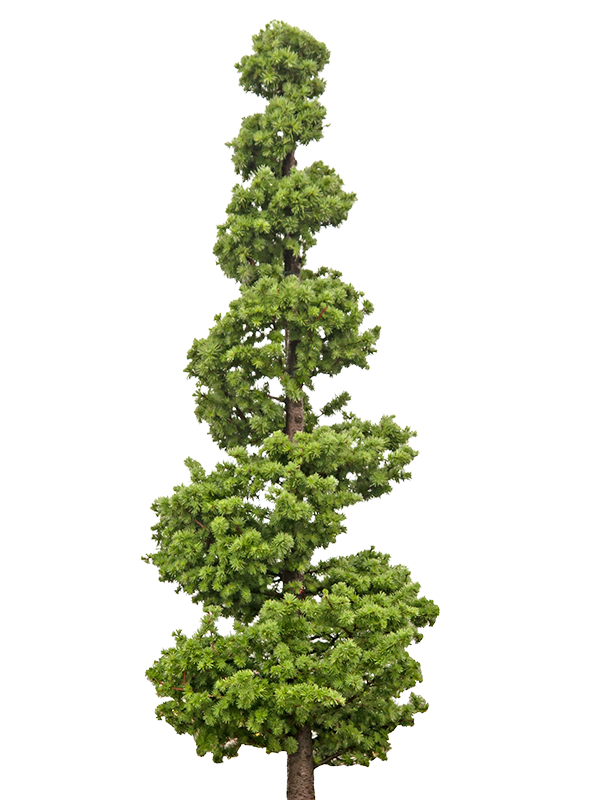 Spiralno osisana jelka