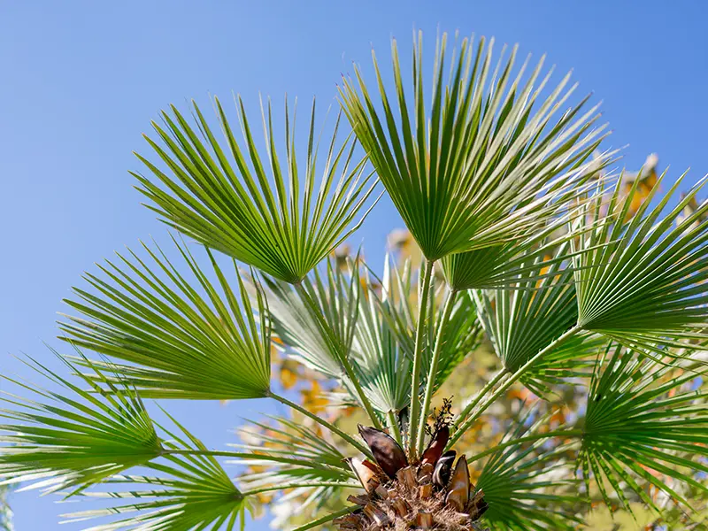 Sta treba da znate o palmama