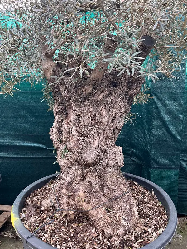 Stara maslina sa izraženim deblom - Olea europaea