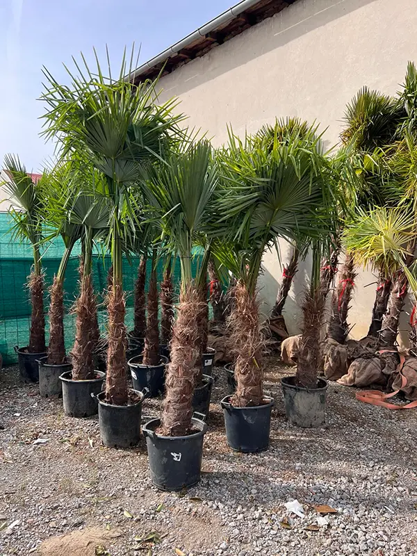Trachycarpus fortunei – Vinduska palma - Windmill Palm