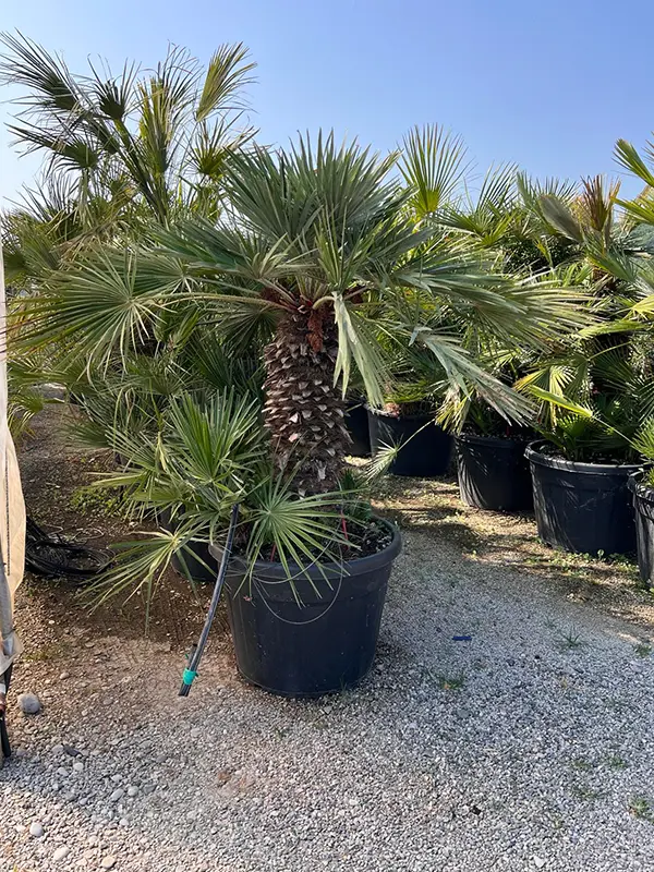 Trachycarpus wagnerianus - Vagnerova palma