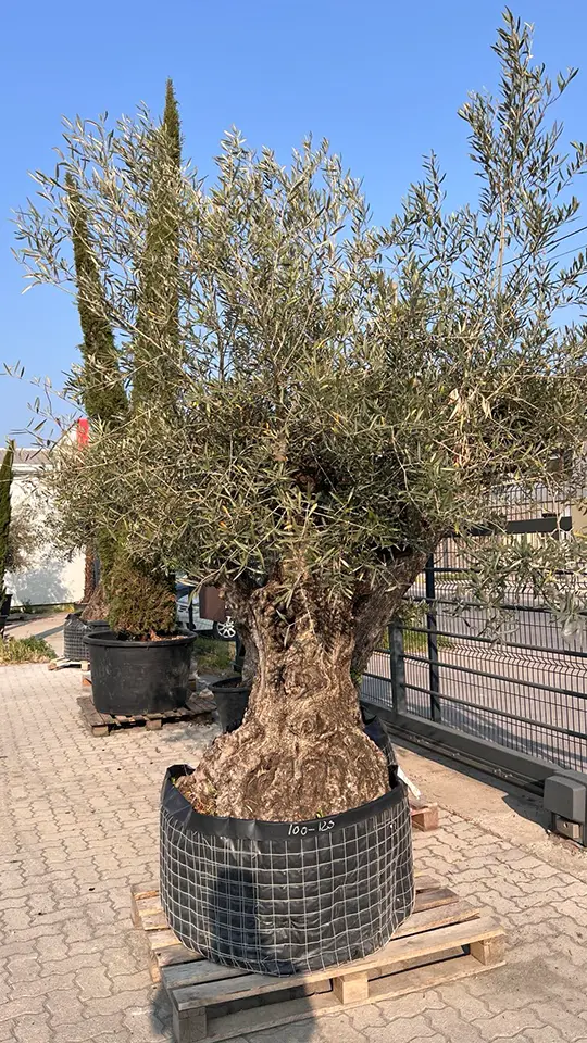 Transport i sadnja velikih maslina