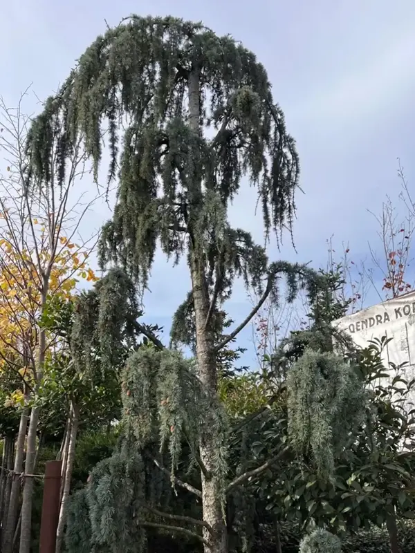 Visoki kedar na prodaju